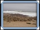 Les otaries (sea lion) du Cap Cross en Namibie