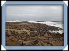 Les otaries (sea lion) du Cap Cross en Namibie