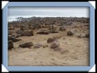 Les otaries (sea lion) du Cap Cross en Namibie