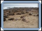 Les otaries (sea lion) du Cap Cross en Namibie