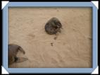 Les otaries (sea lion) du Cap Cross en Namibie