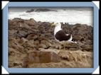 Les otaries (sea lion) goeland du Cap Cross en Namibie
