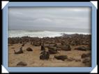 Les otaries (sea lion) du Cap Cross en Namibie