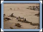 Les otaries (sea lion) chacal du Cap Cross en Namibie