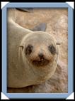 Les otaries (sea lion) du Cap Cross en Namibie