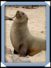 Les otaries (sea lion) du Cap Cross en Namibie