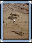 Les otaries (sea lion) du Cap Cross en Namibie