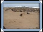 Les otaries (sea lion) chacal du Cap Cross en Namibie