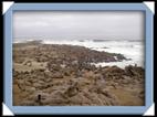 Les otaries (sea lion) du Cap Cross en Namibie