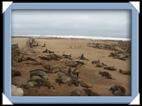 Les otaries (sea lion) du Cap Cross en Namibie