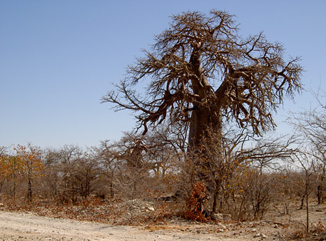 planet baobab botswana