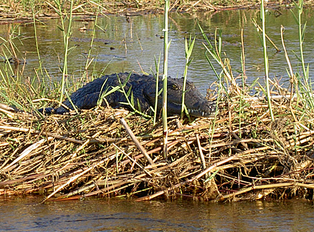 crocodile okavango botswana