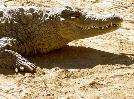 crocodile otjiwarongo namibie