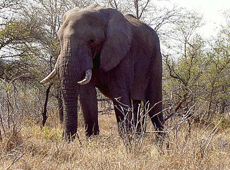 elephant kruger afrique du sud