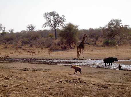 hyenne kruger afrique du sud