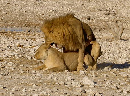 accouplement lion lionne etosha namibie