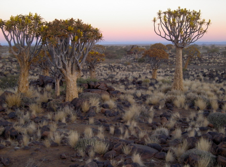 kokerboom namibie