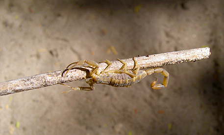 scorpion jaune namibie
