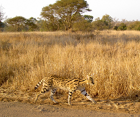 serval kruger afrique du sud