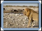 etosha parc Namibie