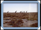 etosha parc Namibie