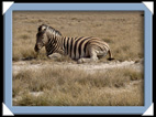 etosha parc Namibie