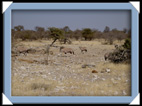 etosha parc Namibie