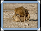 etosha parc Namibie