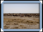 etosha parc Namibie