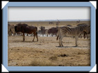 etosha parc Namibie