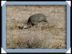 etosha parc Namibie