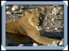 etosha parc Namibie