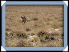 etosha parc Namibie