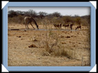 etosha parc Namibie