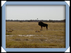 etosha parc Namibie