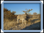 etosha parc Namibie