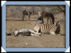 etosha parc Namibie