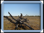 etosha parc Namibie