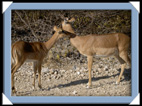 Etosha Namibia