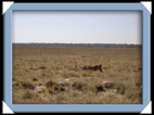 etosha parc Namibie