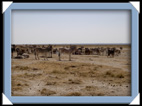 etosha parc Namibie