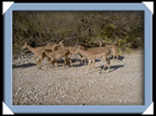 etosha parc Namibie