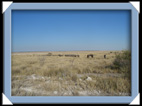 etosha parc Namibie