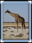 etosha parc Namibie