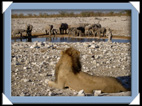 etosha parc Namibie