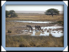 etosha parc Namibie