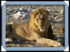 etosha parc Namibie