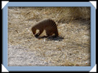 etosha parc Namibie