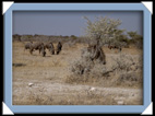 etosha parc Namibie