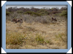 etosha parc Namibie